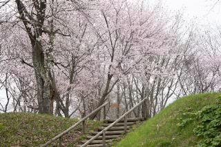 「オオヤマザクラ(エゾヤマザクラ,ベニヤマザクラ)」のサムネイル画像