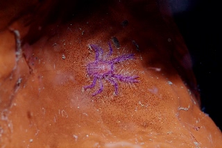 「サクラコシオリエビ(ピンクスクワットロブスター,Hairy squat lobster)」のサムネイル画像