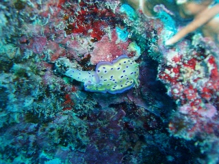 「オトヒメウミウシ」のサムネイル画像