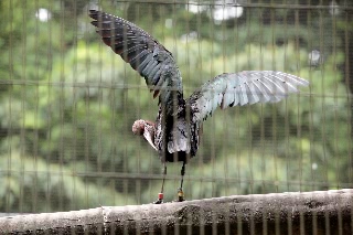 「ホオアカトキ」のサムネイル画像