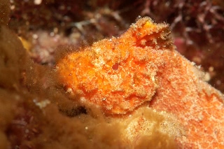 「イボオコゼ」のサムネイル画像