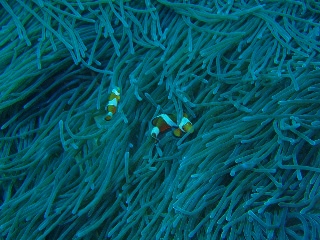 「カクレクマノミ(Western Clown Anemonefish)」のサムネイル画像