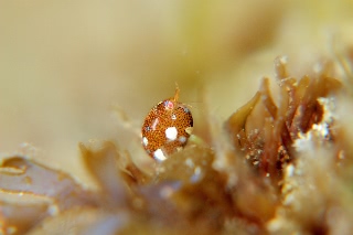 「ホテイヨコエビ科の一種」のサムネイル画像