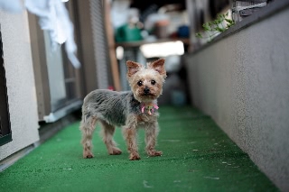 「ヨークシャー・テリア(Yorkshire Terrier)」のサムネイル画像