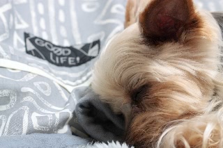 「ヨークシャー・テリア(Yorkshire Terrier)」のサムネイル画像