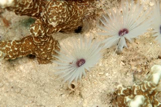 「無題」のサムネイル画像