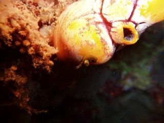 「ウミウシの仲間」のサムネイル画像