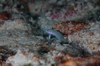 「モエギハゼ」のサムネイル画像