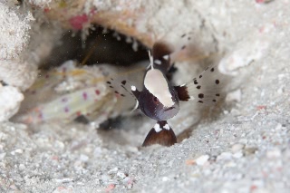 「オドリハゼ」のサムネイル画像