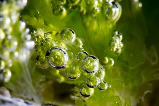 「ヒトエグサ」のサムネイル画像