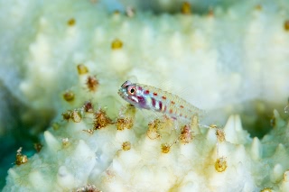 「アオイソハゼ」のサムネイル画像