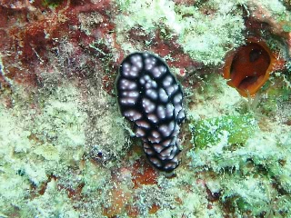 「コイボウミウシ」のサムネイル画像