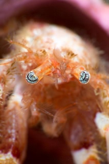 「ヤドカリの仲間」のサムネイル画像