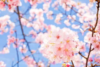 「カンザクラ(寒桜,アタミザクラ,熱海桜)」のサムネイル画像
