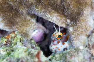 「モンツキカエルウオ」のサムネイル画像