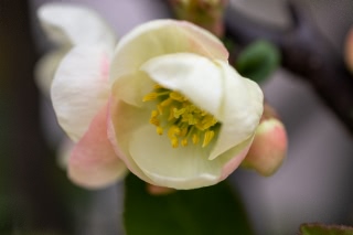 「ボケ」のサムネイル画像