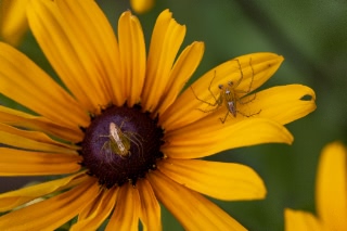 「蜘蛛の仲間」のサムネイル画像