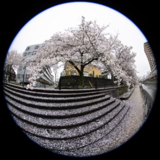 「ソメイヨシノ(染井吉野)」のサムネイル画像