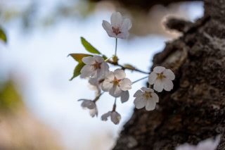 「ソメイヨシノ(染井吉野)」のサムネイル画像