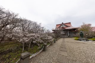 「チシマザクラ(千島桜)」のサムネイル画像