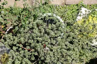 「無題」のサムネイル画像