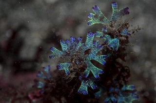 「ウスバワツナギソウ」のサムネイル画像