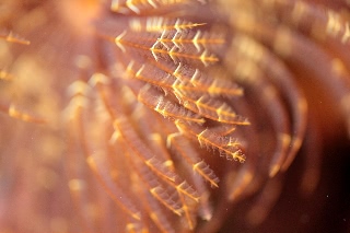 「無題」のサムネイル画像