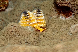 「イバラカンザシ(Christmas tree worm)」のサムネイル画像