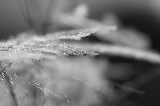 「アスパラガス」のサムネイル画像