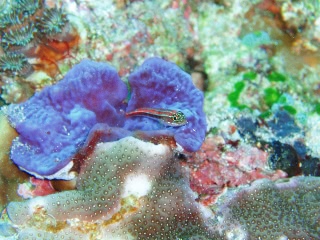 「イソハゼの仲間」のサムネイル画像