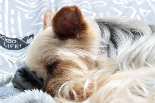 「ヨークシャー・テリア(Yorkshire Terrier)」のサムネイル画像