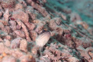 「ゴールドスペックジョーフィッシュ(gold-specs jawfish)」のサムネイル画像