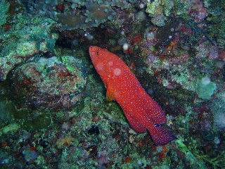 「ユカタハタ」のサムネイル画像