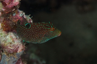 「無題」のサムネイル画像
