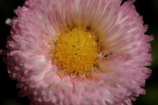 「ヒナギク(デイジー)」のサムネイル画像