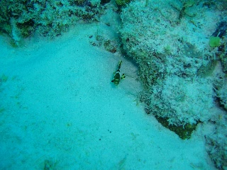 「タカノハダイ」のサムネイル画像