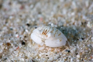 「カラッパの仲間」のサムネイル画像