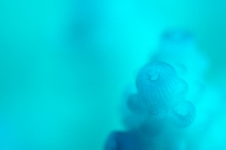 「サンゴの仲間」のサムネイル画像