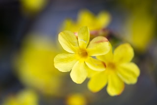 「黄梅」のサムネイル画像