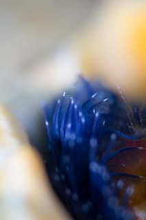 「イバラカンザシ(Christmas tree worm)」のサムネイル画像
