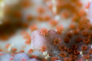 「サンゴの仲間」のサムネイル画像