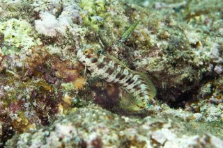 「モンツキカエルウオ」のサムネイル画像