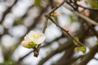 「ボケ」のサムネイル画像