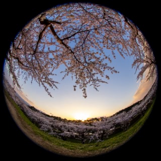 「ソメイヨシノ(染井吉野)」のサムネイル画像