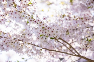 「ソメイヨシノ(染井吉野)」のサムネイル画像