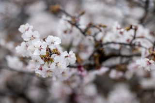 「チシマザクラ(千島桜)」のサムネイル画像
