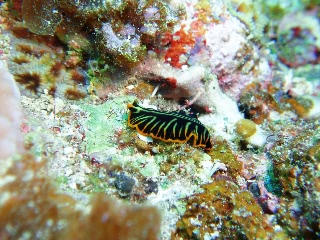 「プセウドケロス・ディミディアトゥスの近種」のサムネイル画像