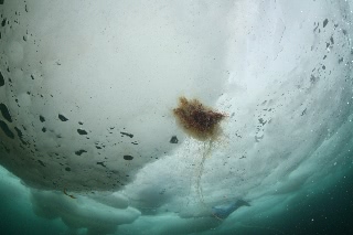 「キタユウレイクラゲ」のサムネイル画像