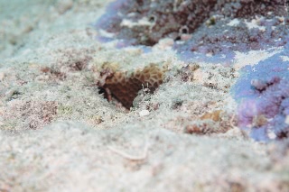 「モンツキカエルウオ」のサムネイル画像