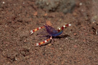 「バイオレットボクサーシュリンプ(Blue boxer shrimp)」のサムネイル画像